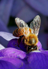 a bee on a purple flower