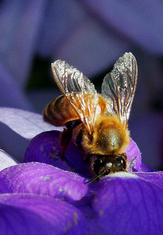 a bee on a purple flower