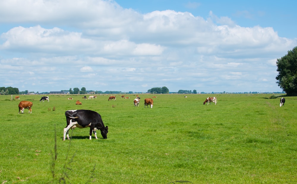 cows grazing in a field