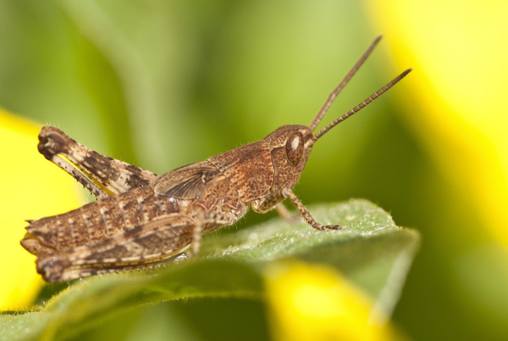 a bug on a leaf