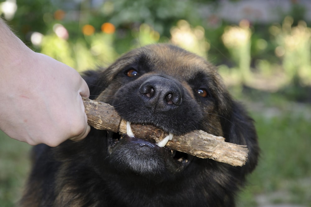 a dog holding a stick in its mouth