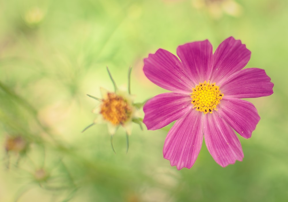 a close up of a flower