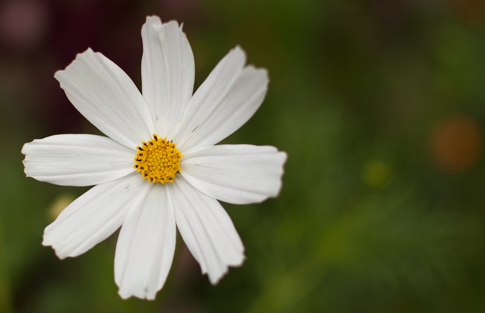 a white flower with yellow center