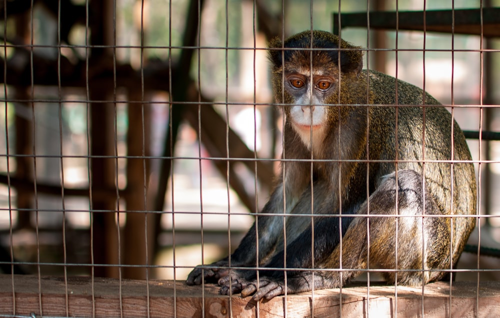 a monkey in a cage