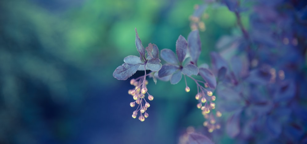 a close up of a plant