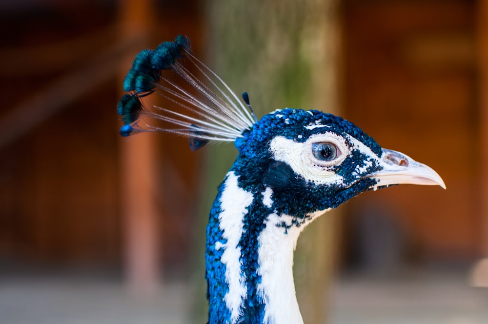 a blue and white bird