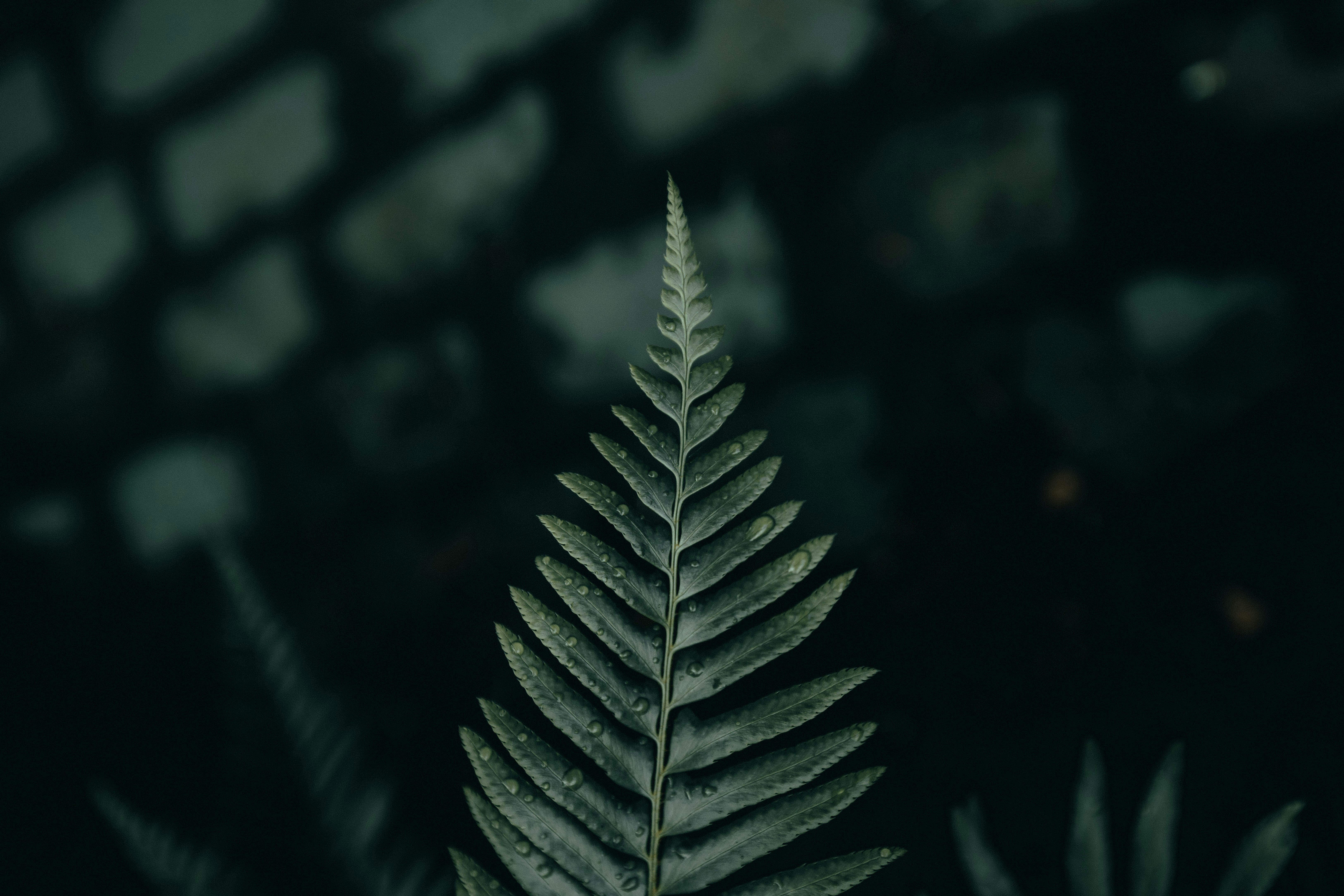 photo-1665107411141-a40f1ecea59a?ixid=M3wxMjA3fDB8MXxzZWFyY2h8OHx8cGluZWFsJTIwZ3VhcmRpYW4lMjBwcmljZXxlbnwwfHx8fDE3NDkxODU4NjV8MA\u0026ixlib=rb-4.1.0