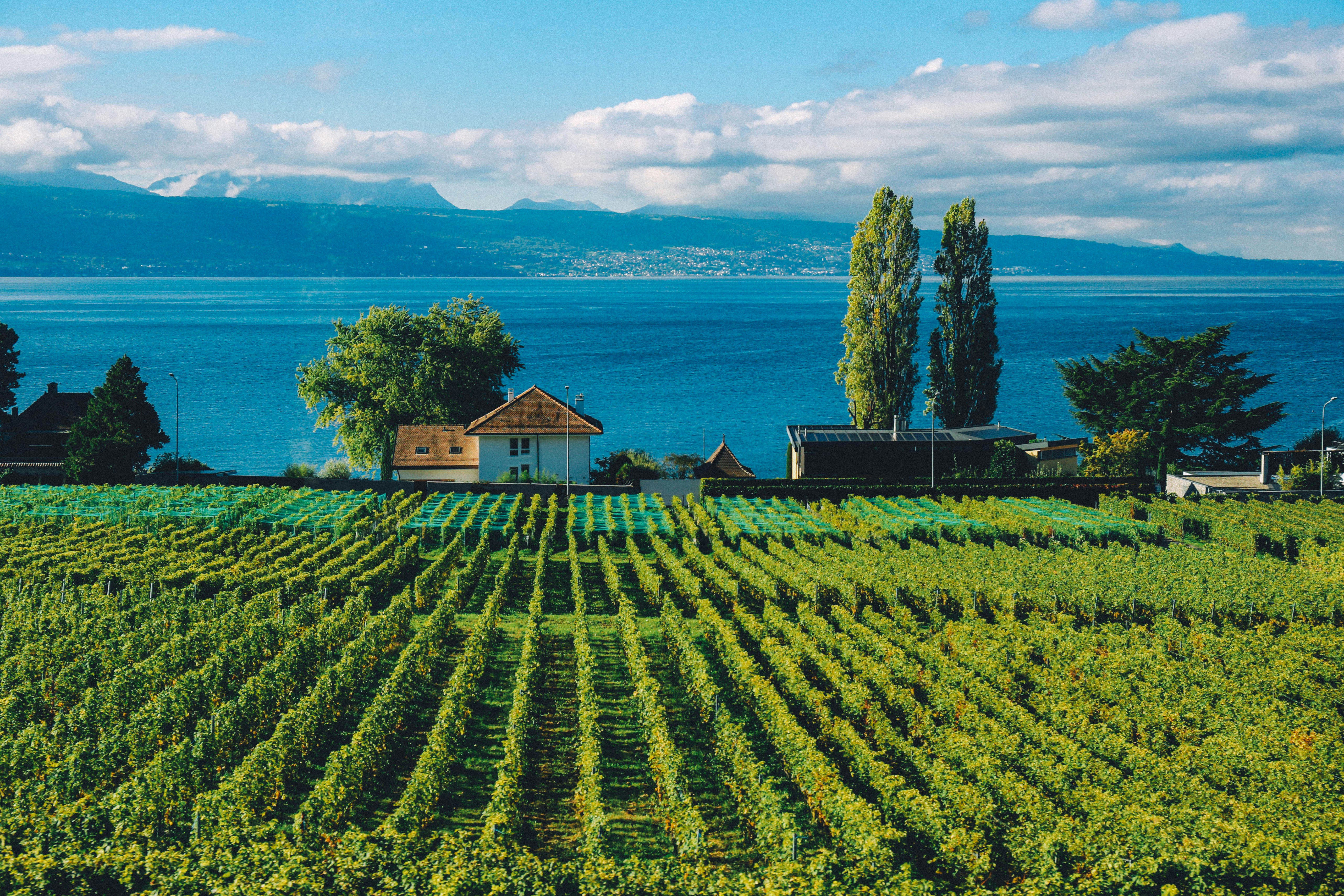 Photo by tommaomaoer