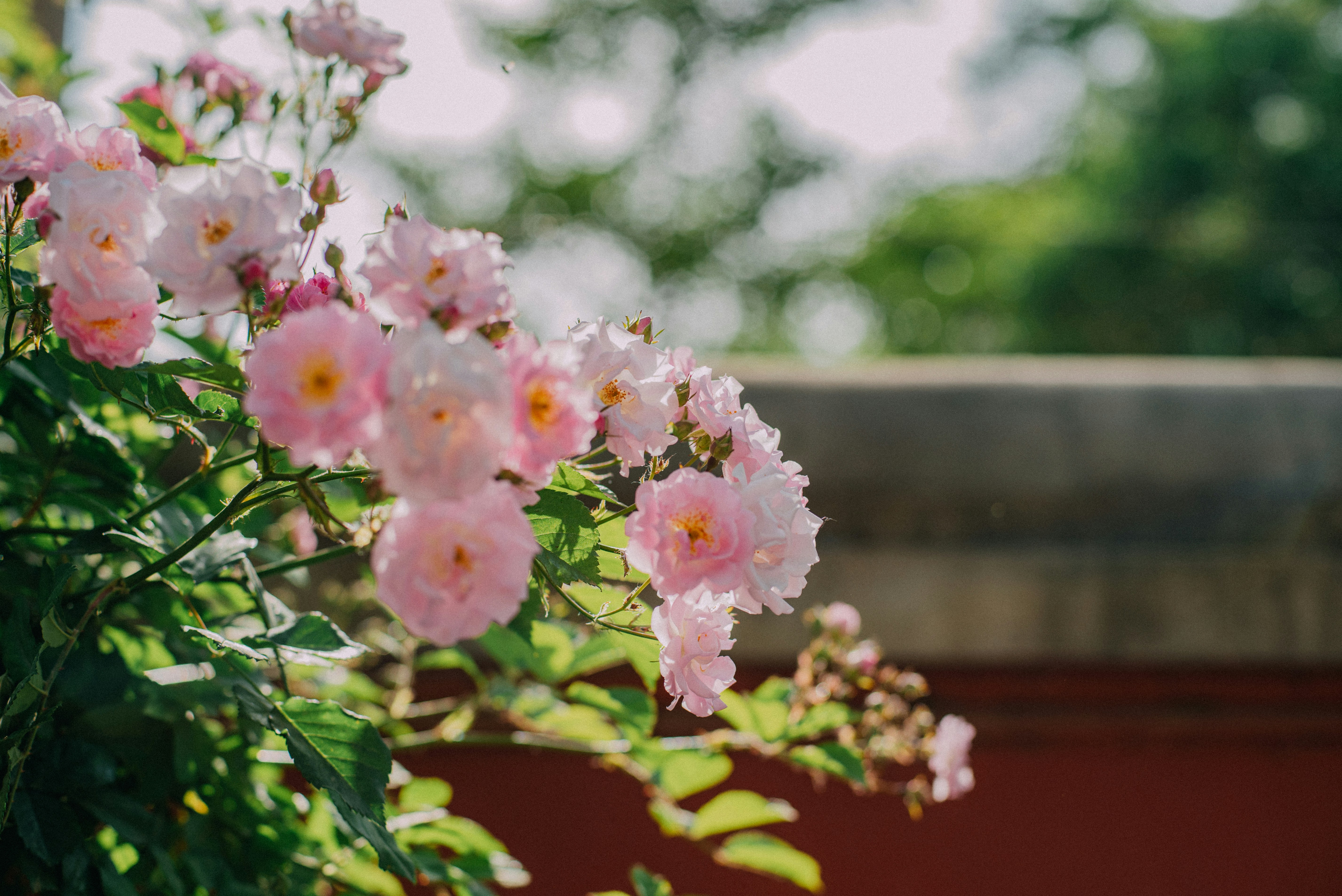 Photo by tommaomaoer