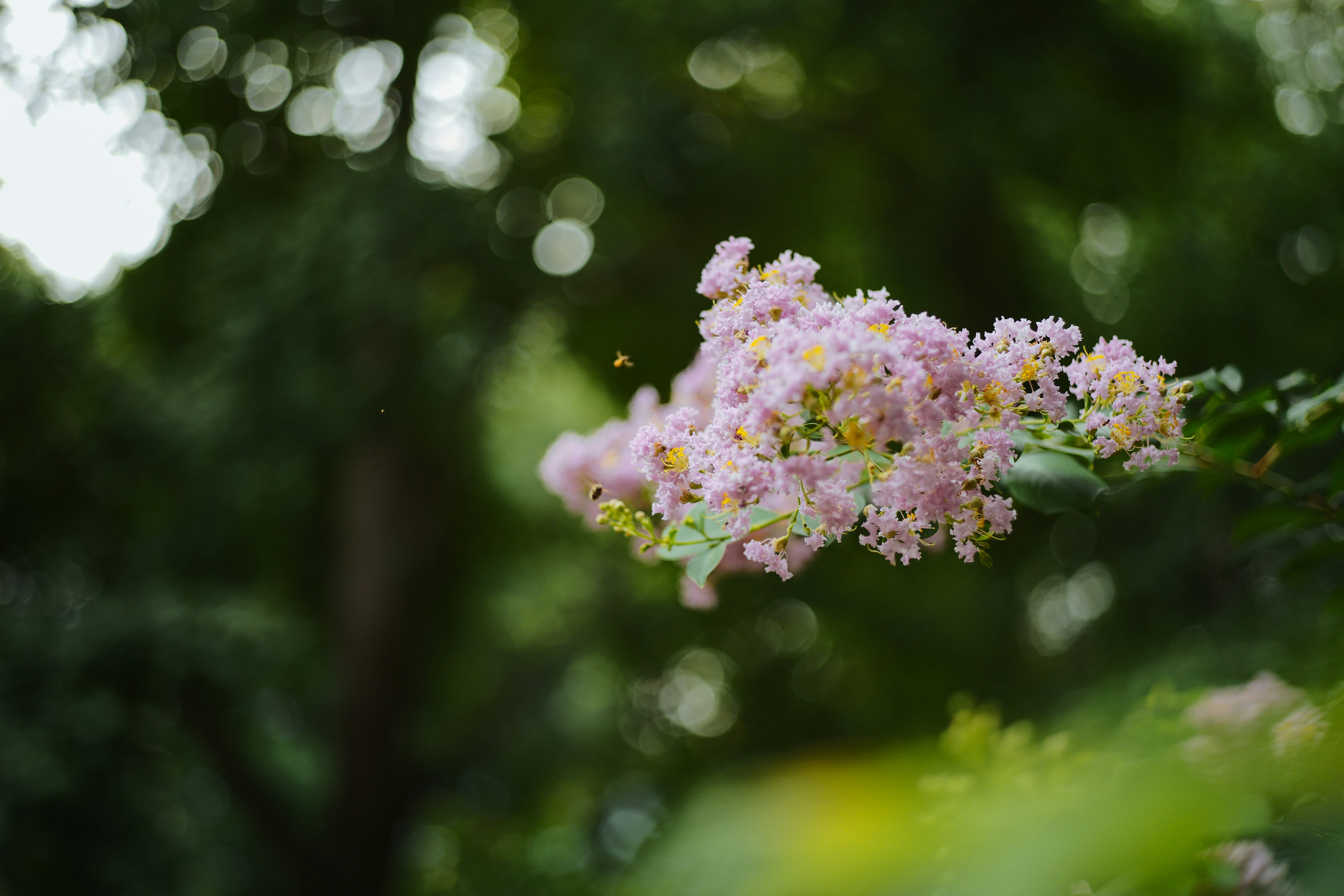 Photo by tommaomaoer