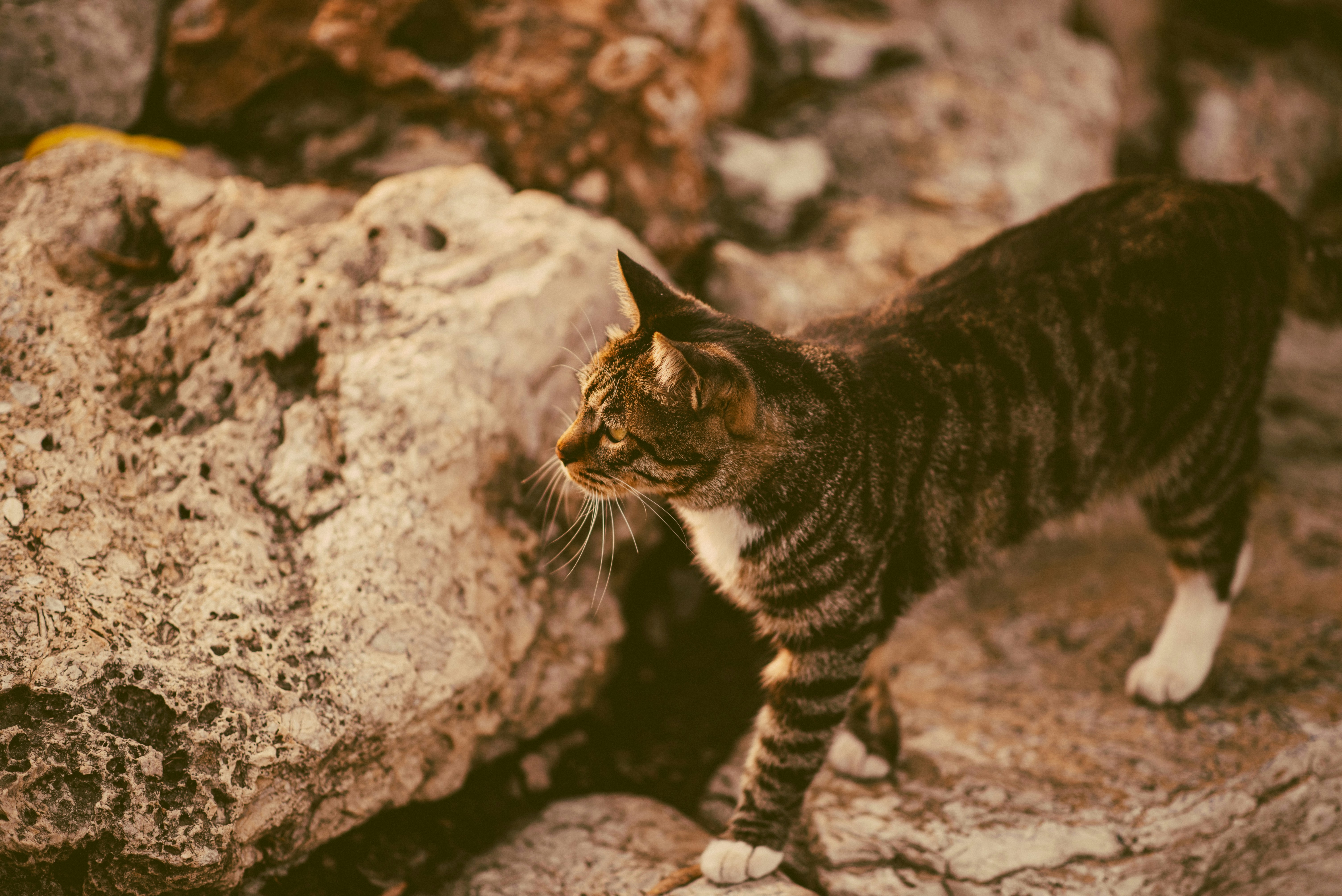 Photo by tommaomaoer