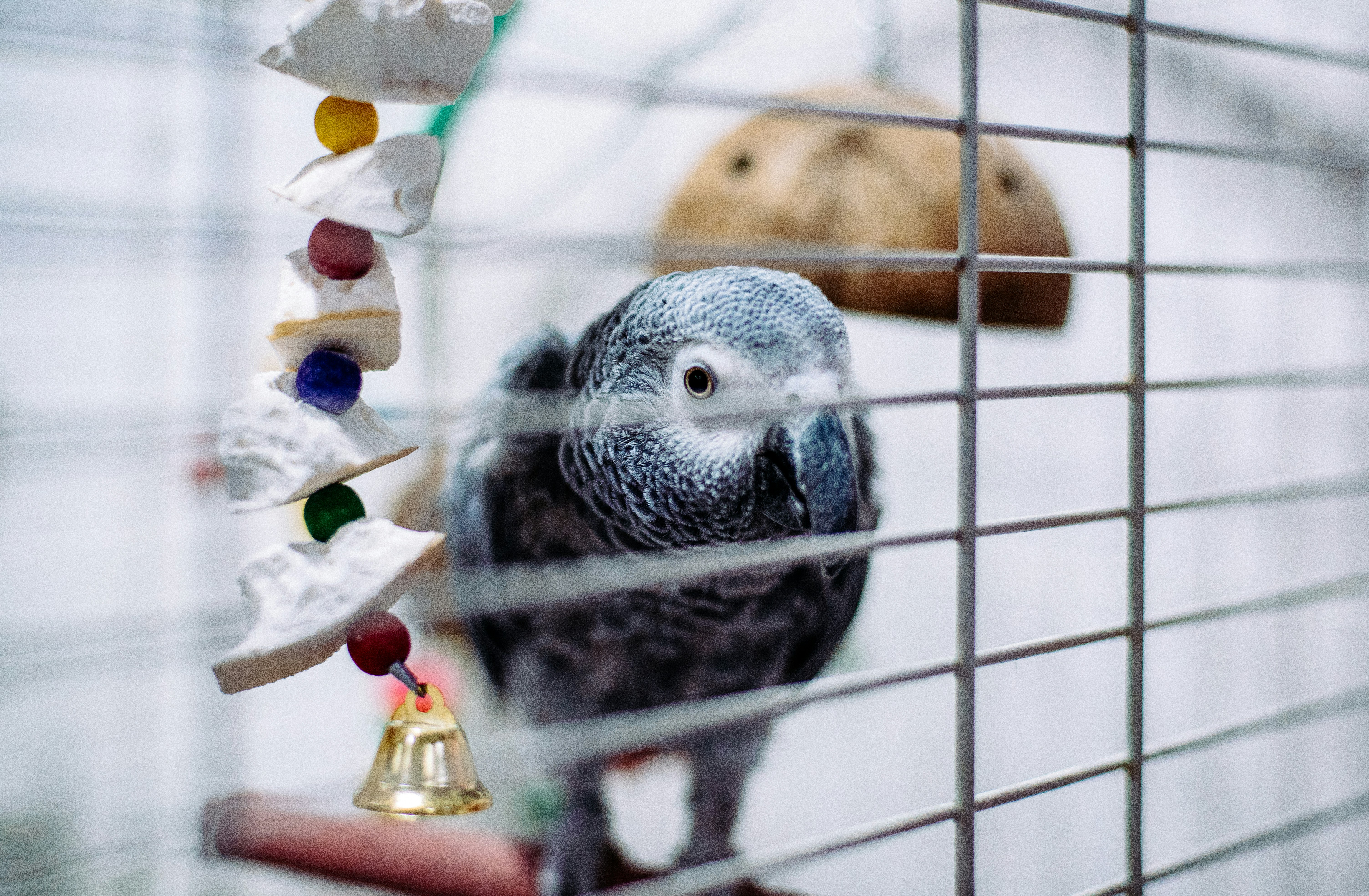 Best Bird Toys for Small Birds: Expert Guide & Reviews