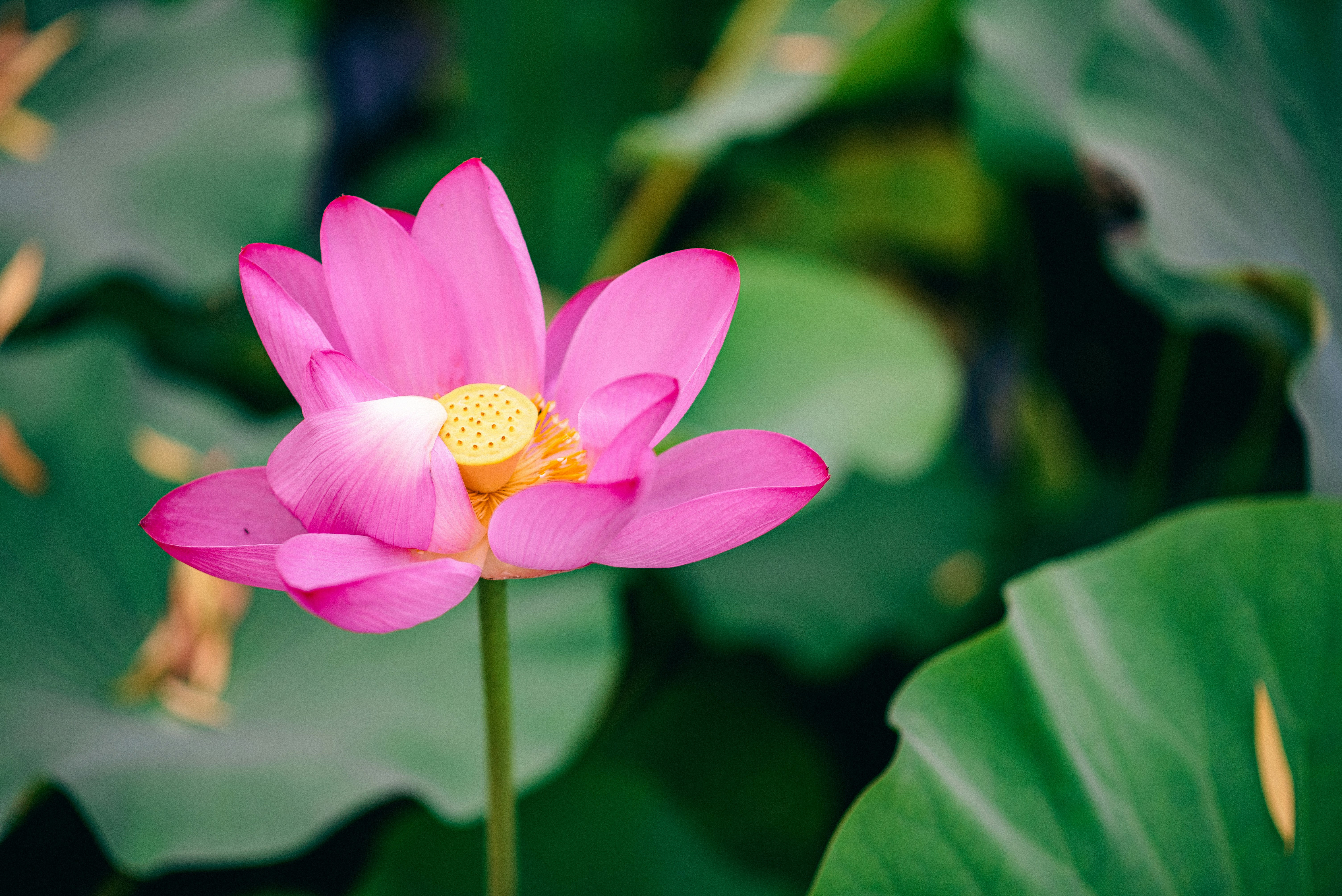 Photo by tommaomaoer