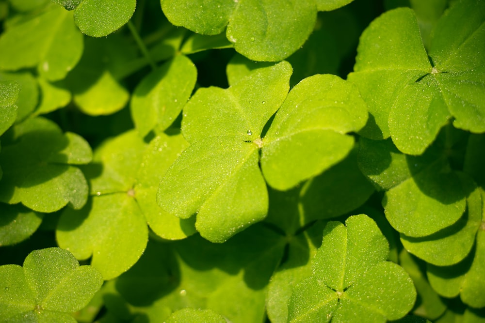 a close up of a plant