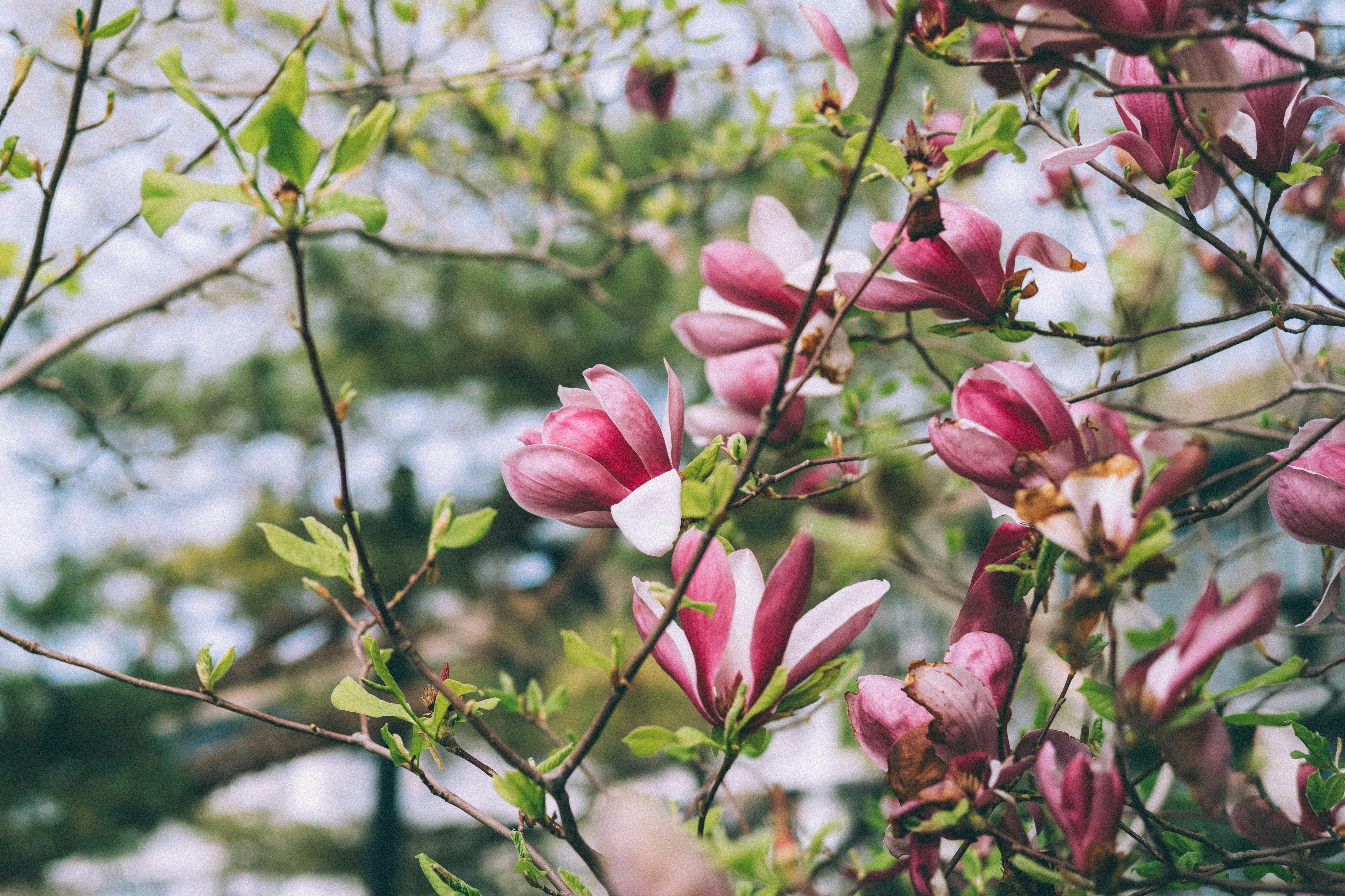 Photo by tommaomaoer