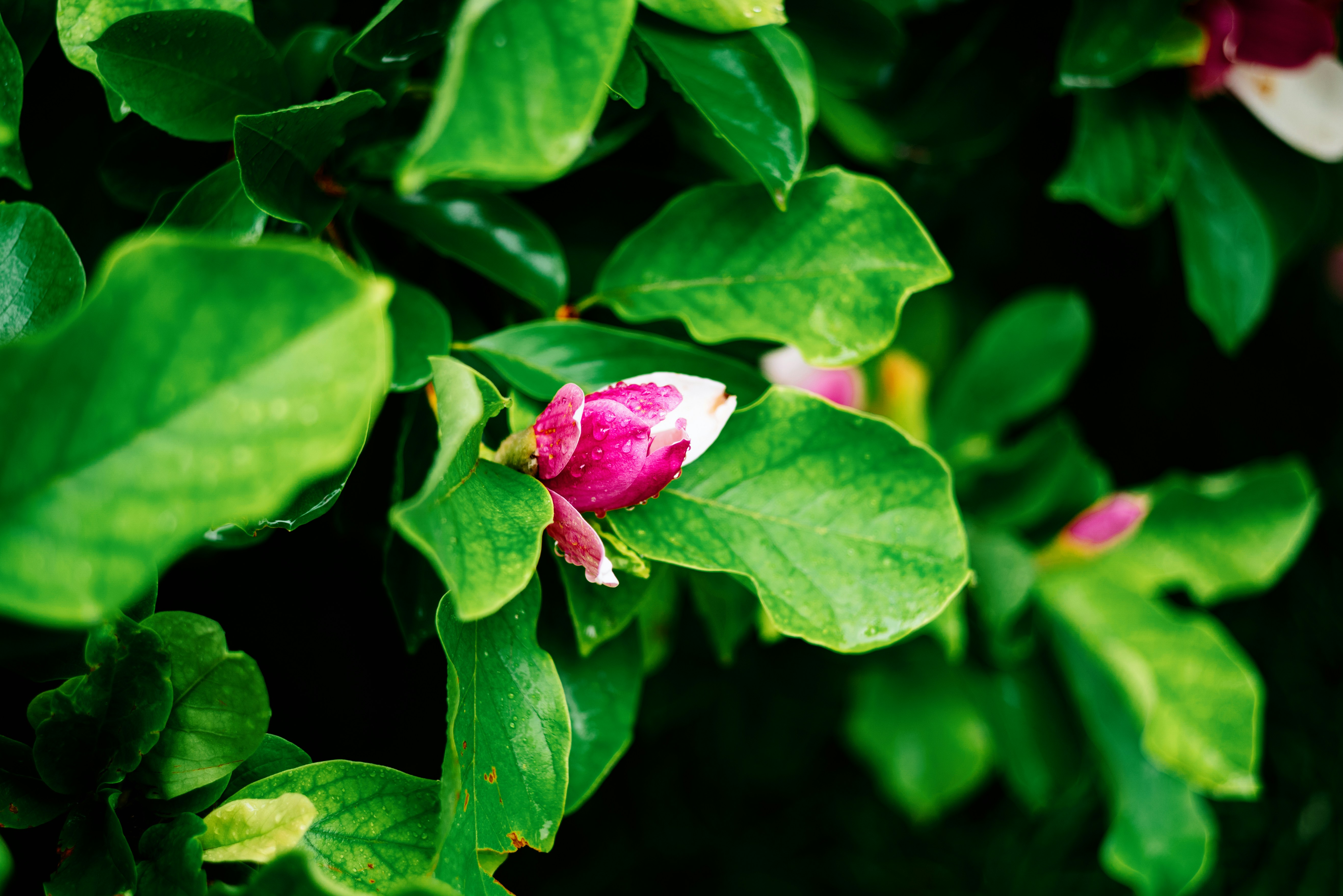 Photo by tommaomaoer