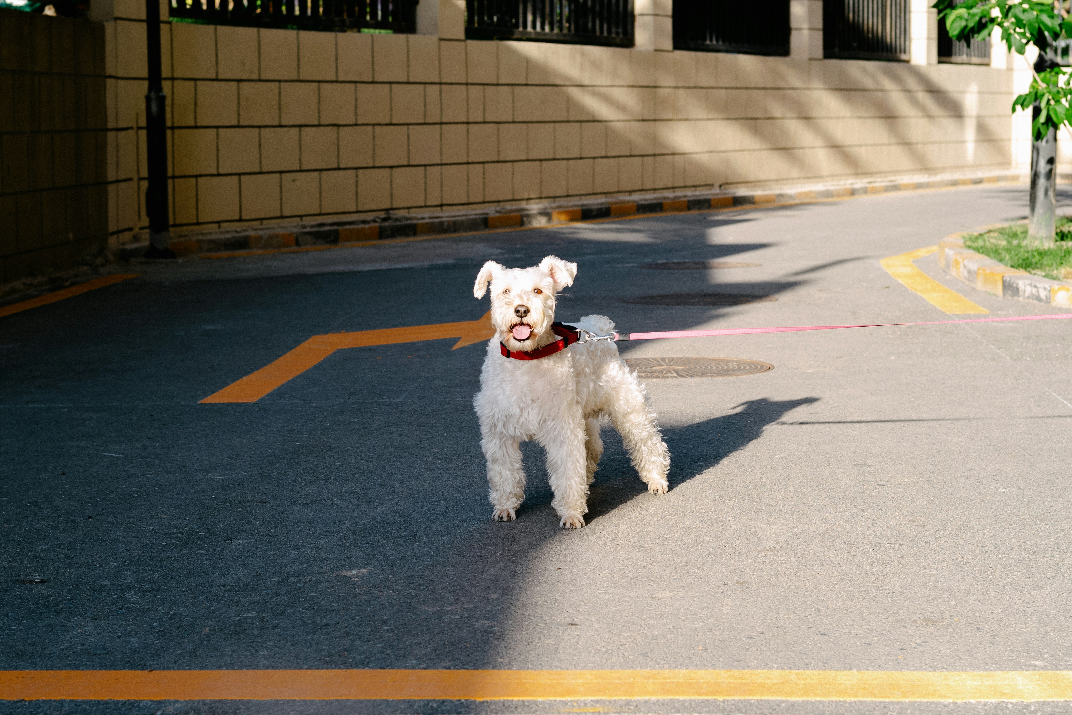 Track Your Dog’s Activity for Early Health Insights