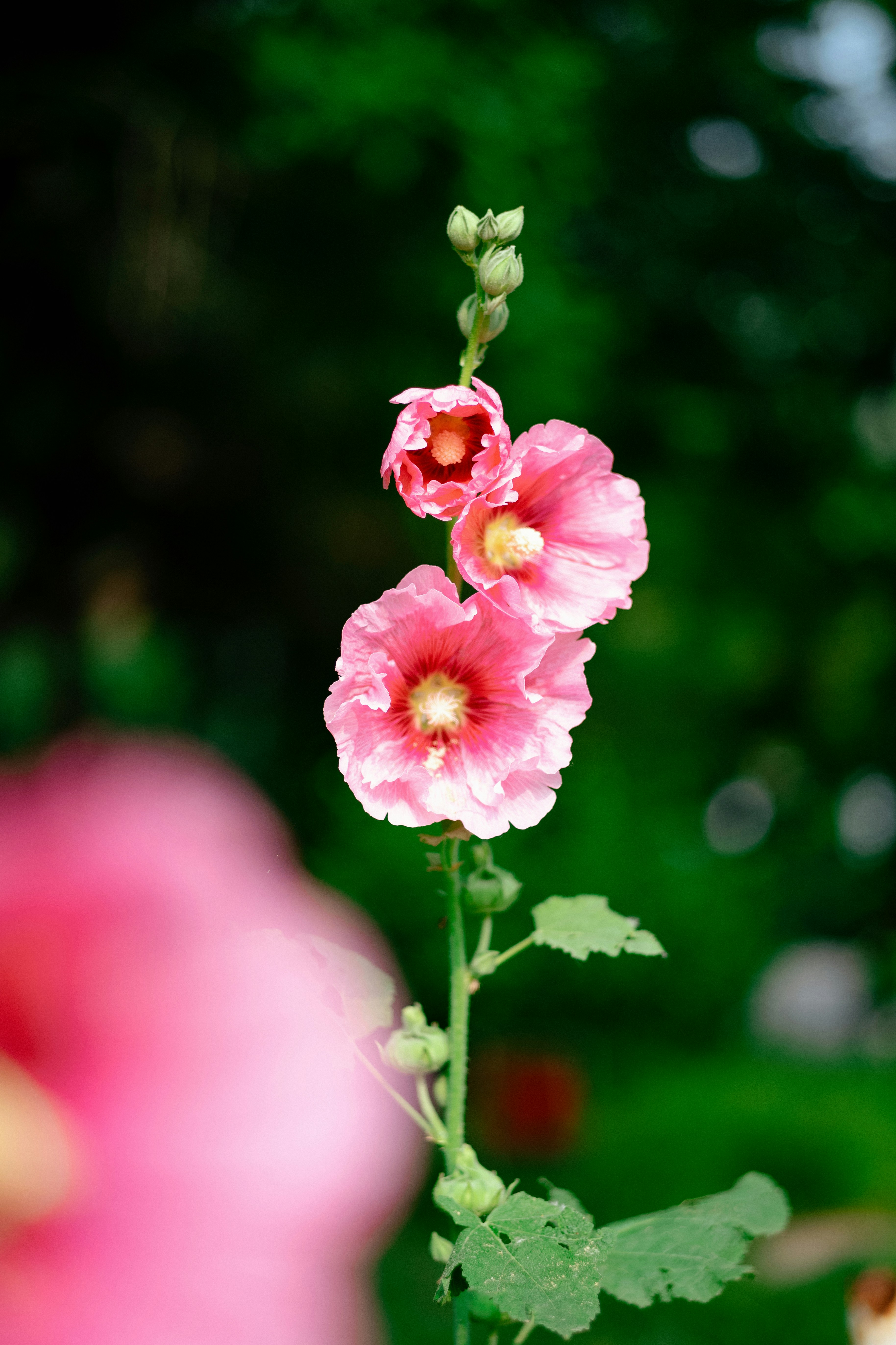 Photo by tommaomaoer