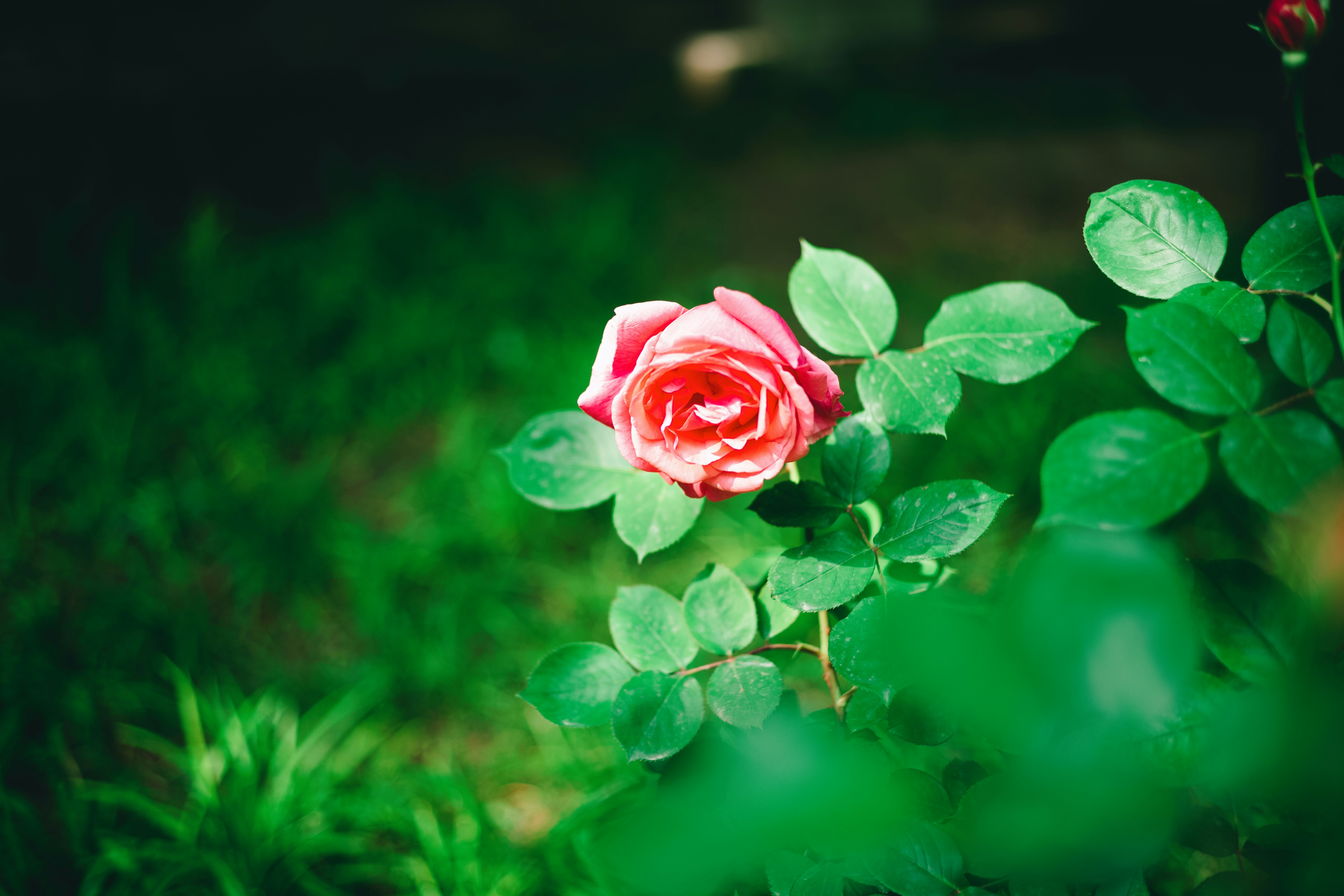 Photo by tommaomaoer