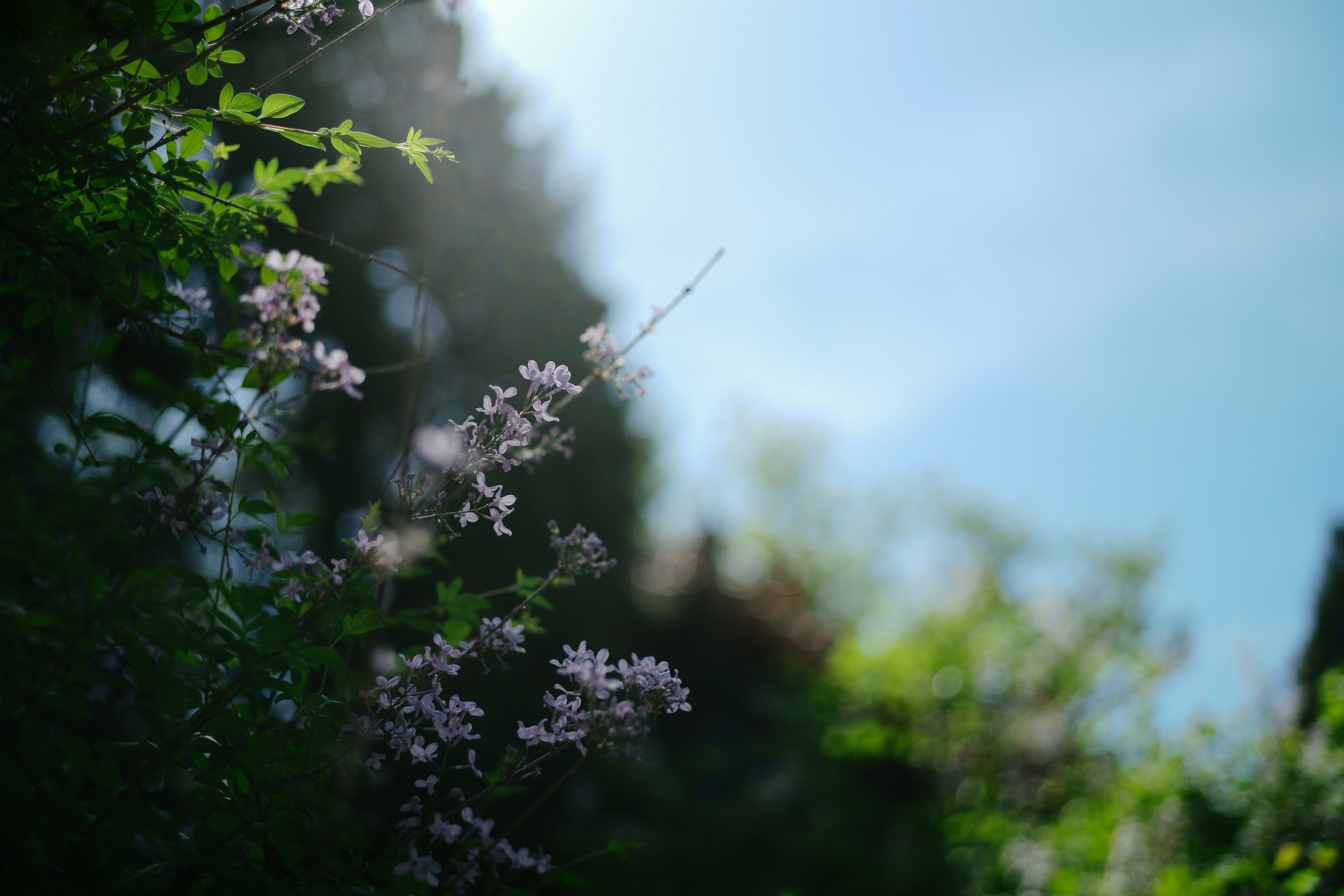 Photo by tommaomaoer