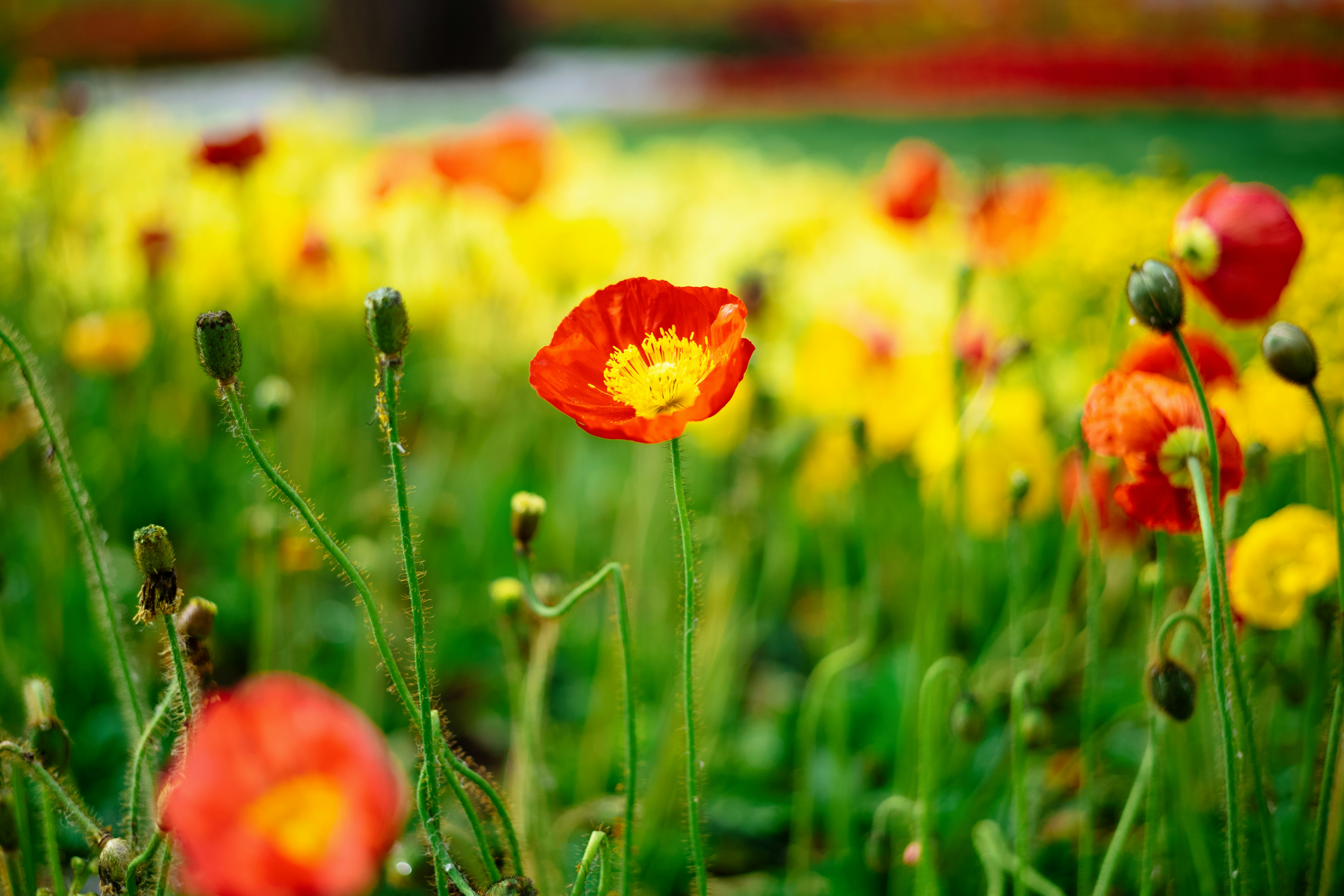 Photo by tommaomaoer