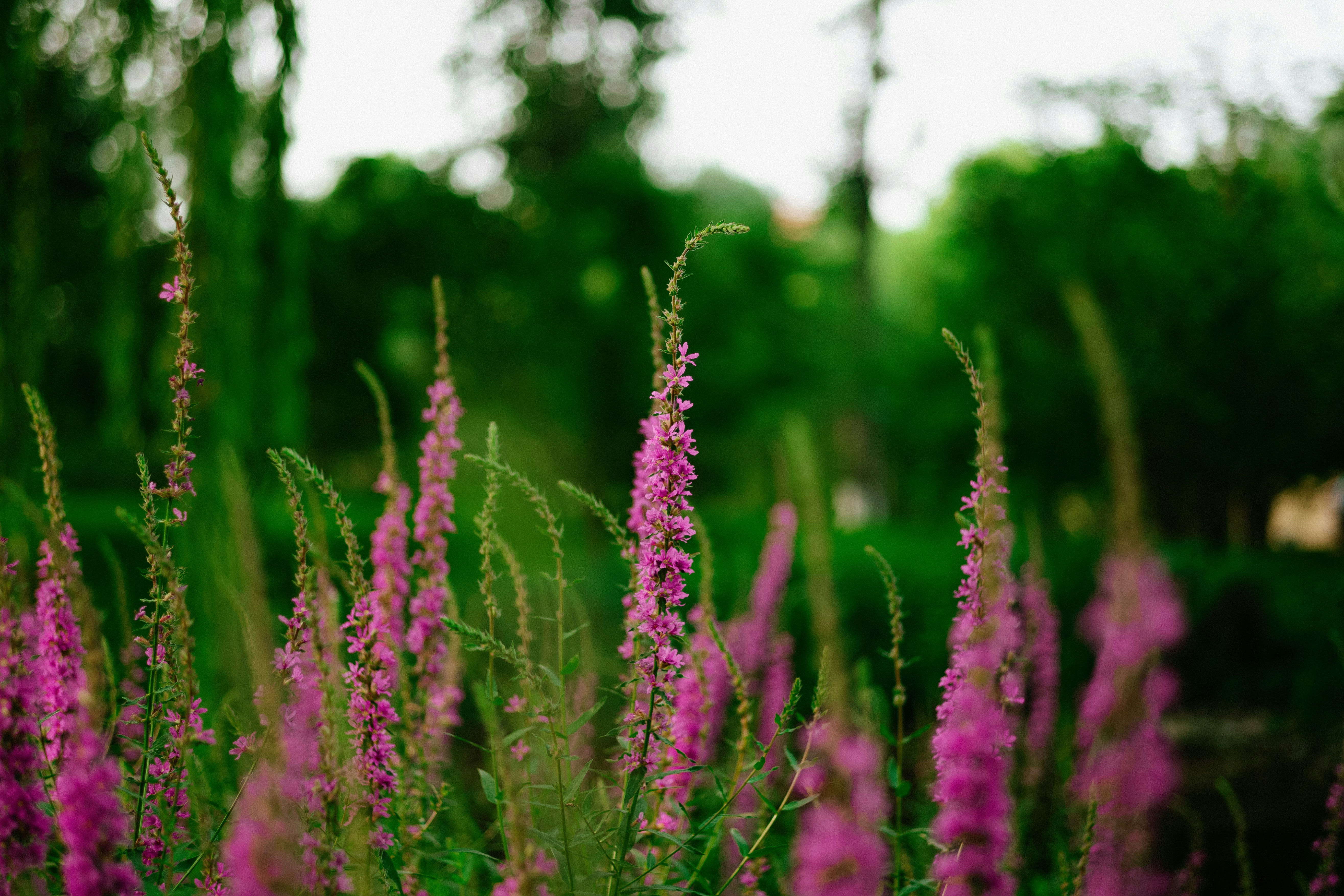 Photo by tommaomaoer