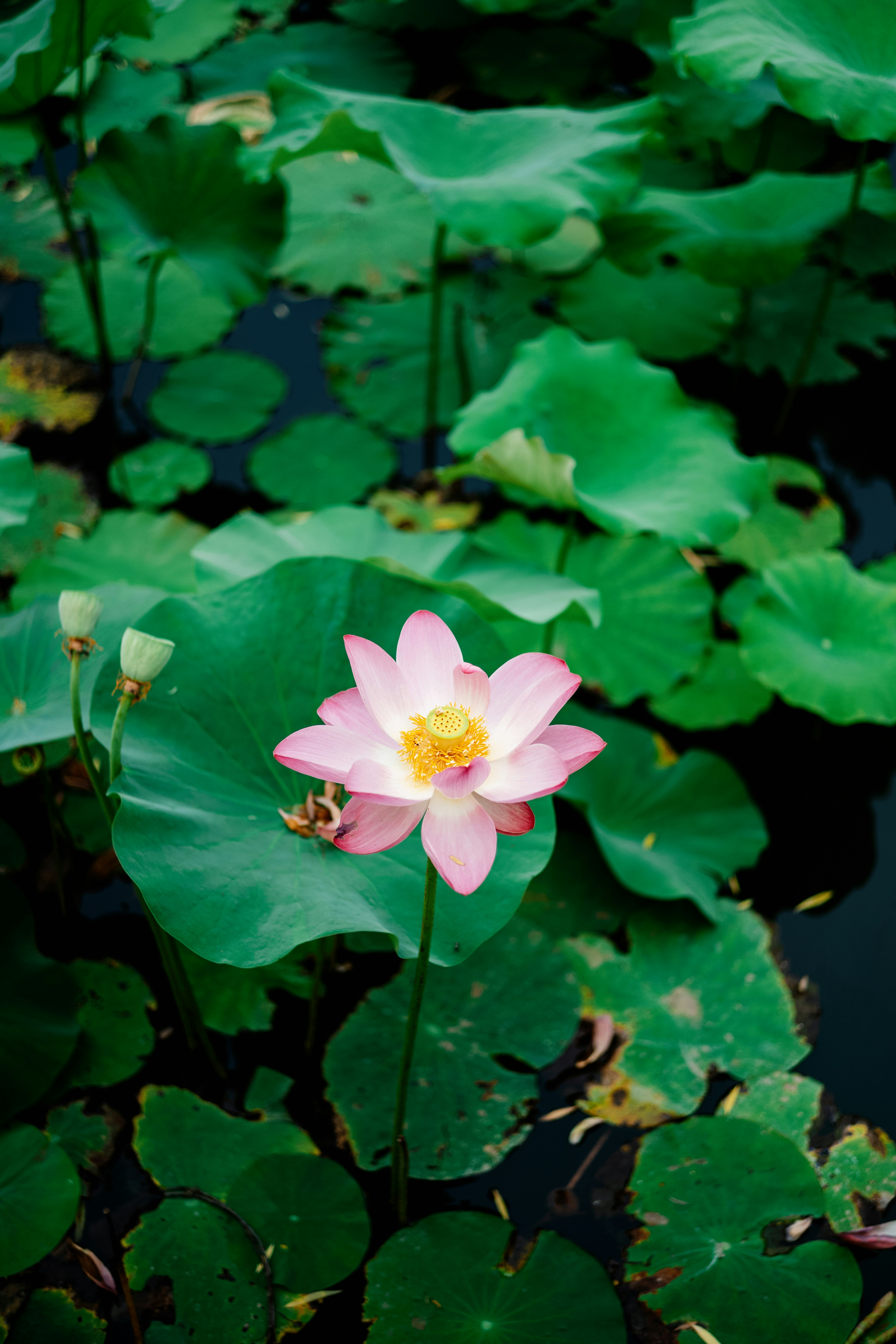 Photo by tommaomaoer