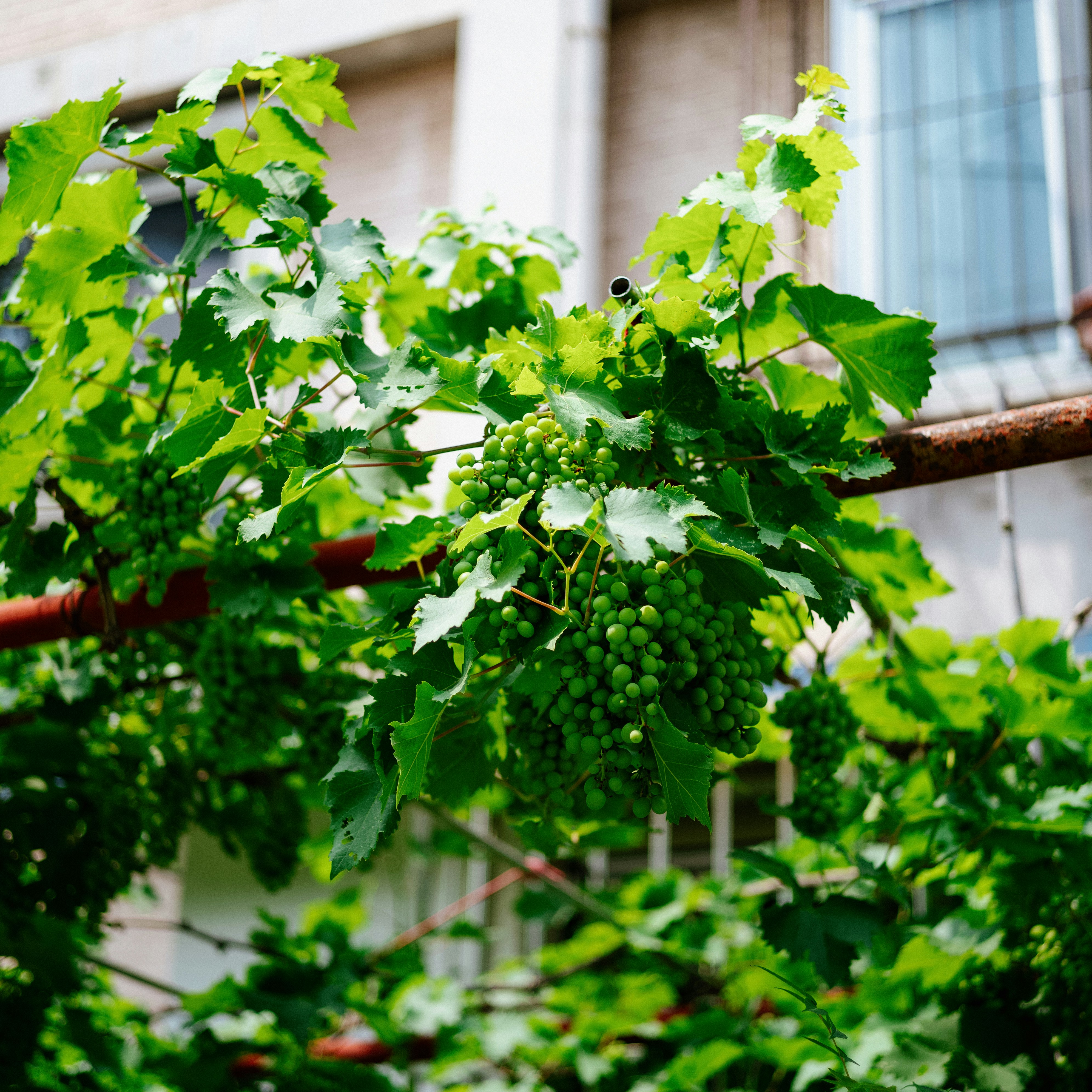 Photo by tommaomaoer