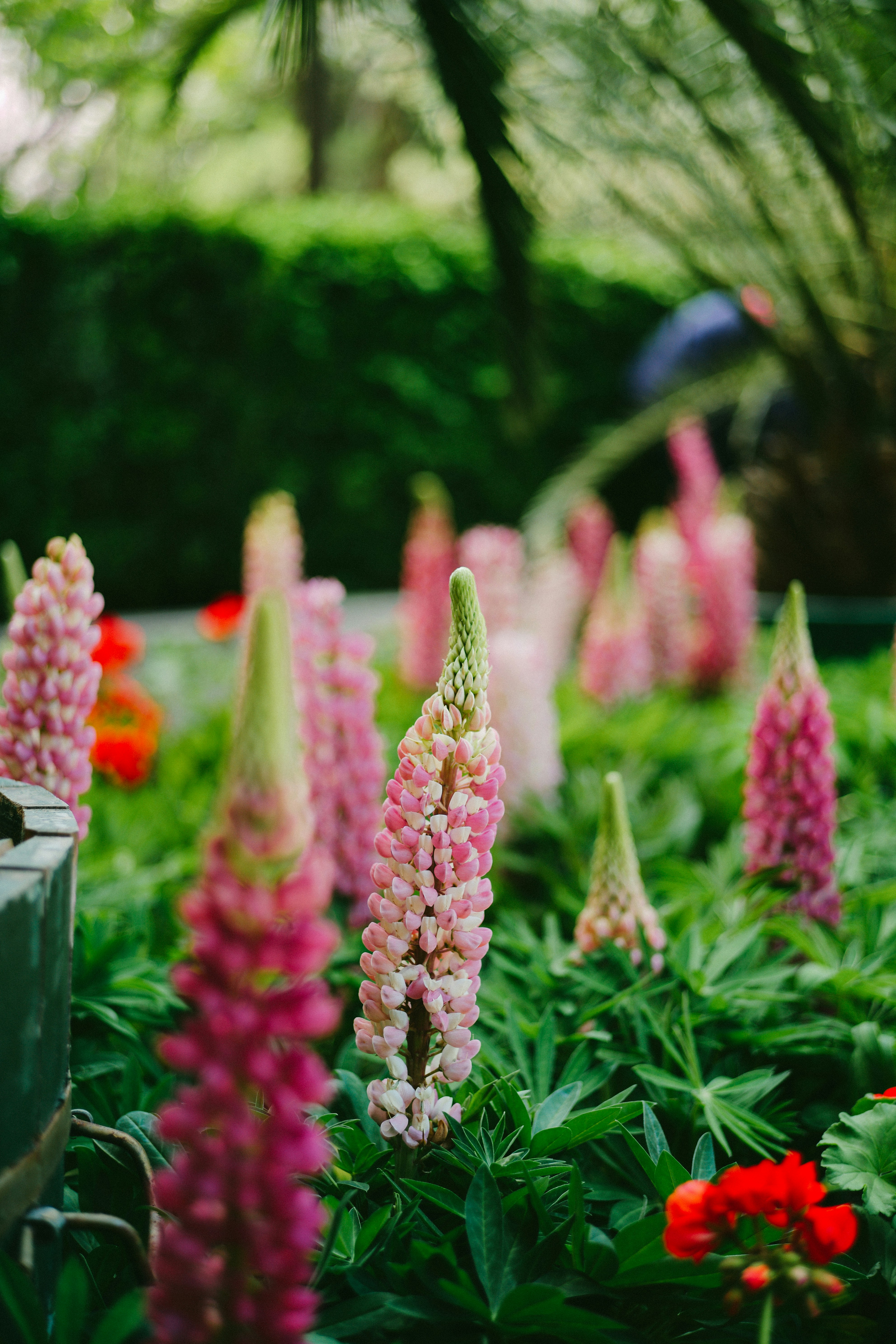 A group of flowers photo Free Plant Image on Unsplash