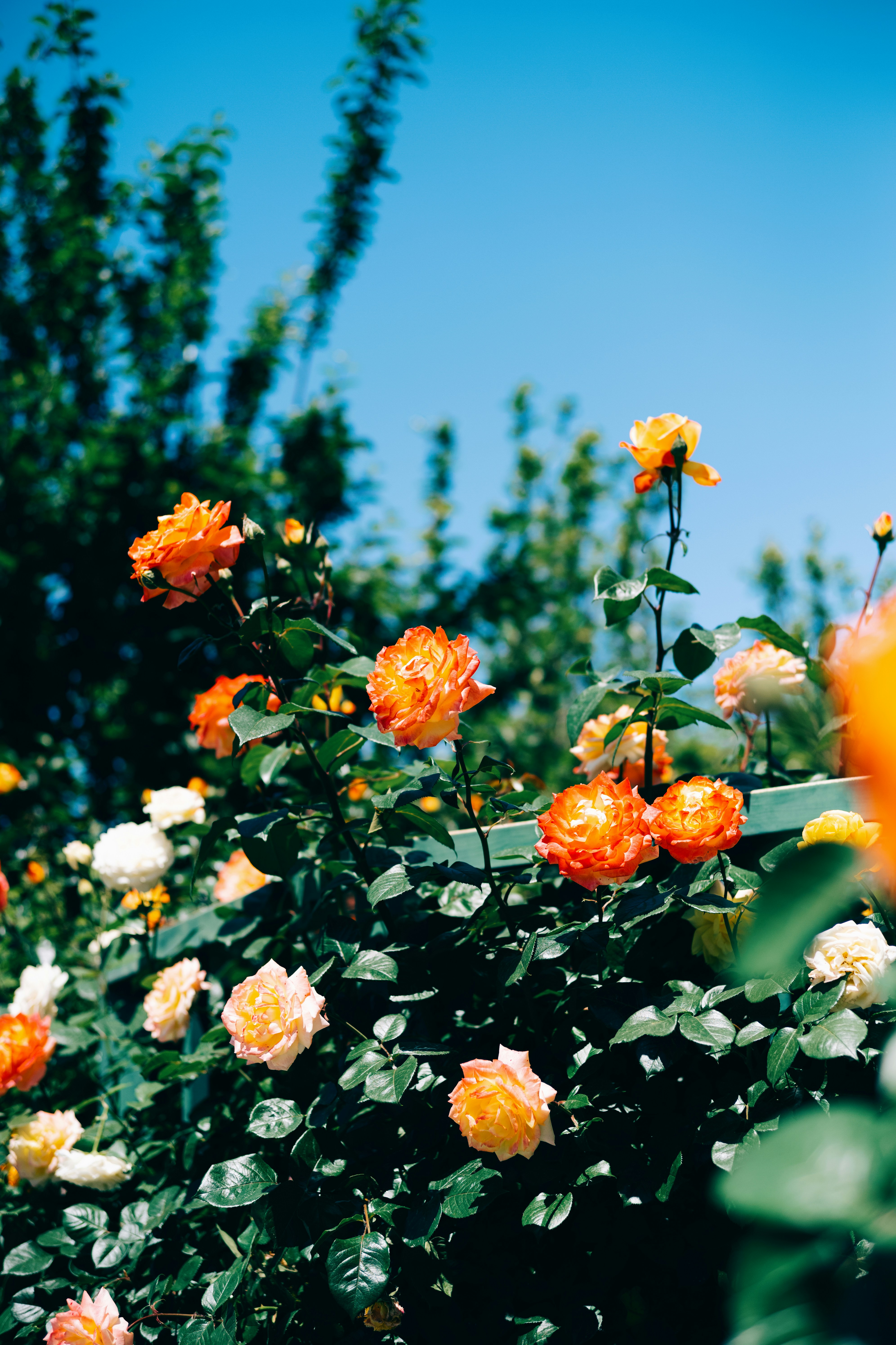 Photo by tommaomaoer