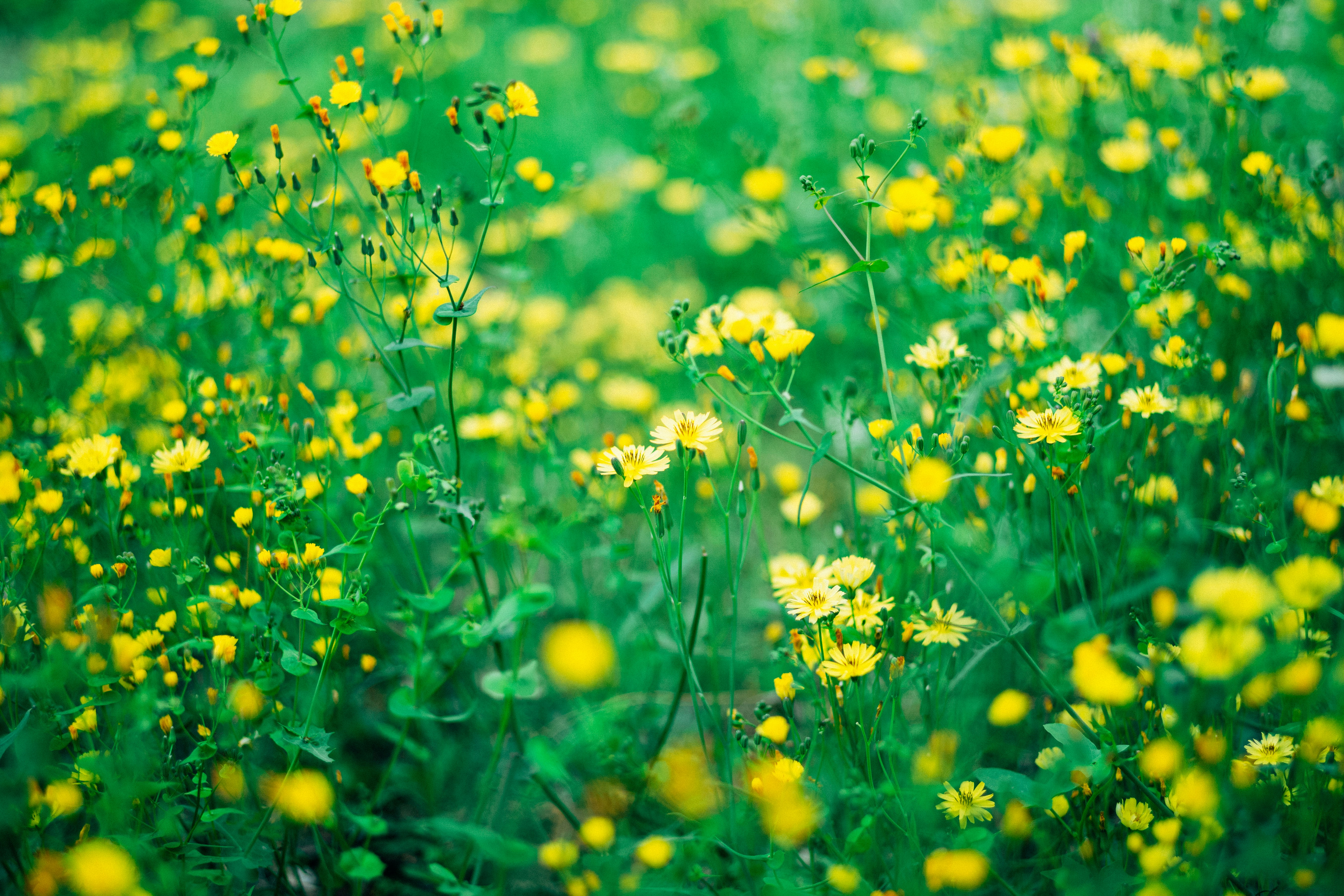 Photo by tommaomaoer