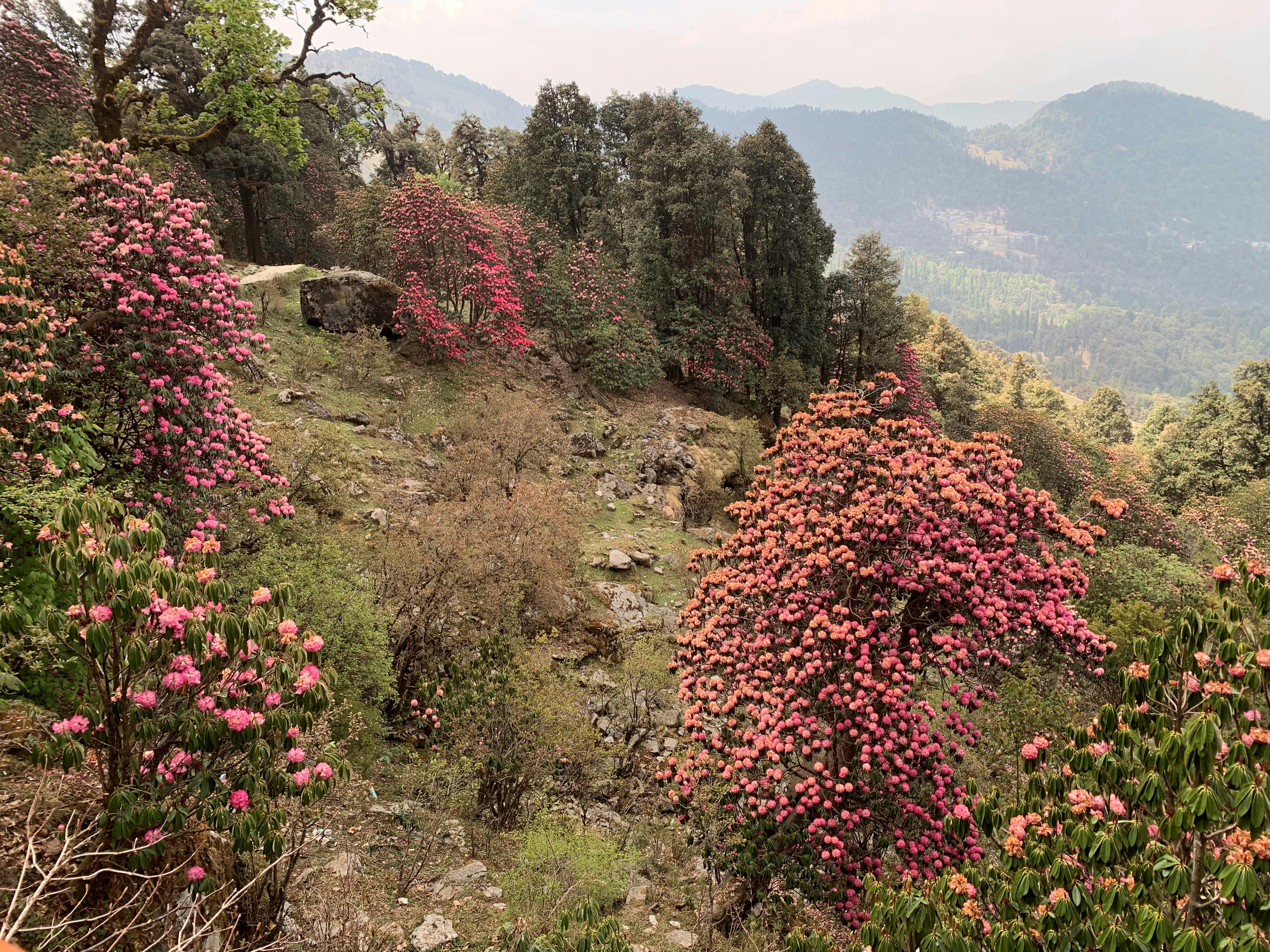 Trekking group walking through rhododendron forest in spring with pink blooms