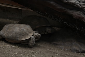 Two large tortoises rest under a shaded area, partially hidden by a rocky overhang. Their textured shells and rough skin are visible, with one tortoise slightly more in the open than the other. The ground consists of dry dirt and scattered hay, creating a natural habitat setting.