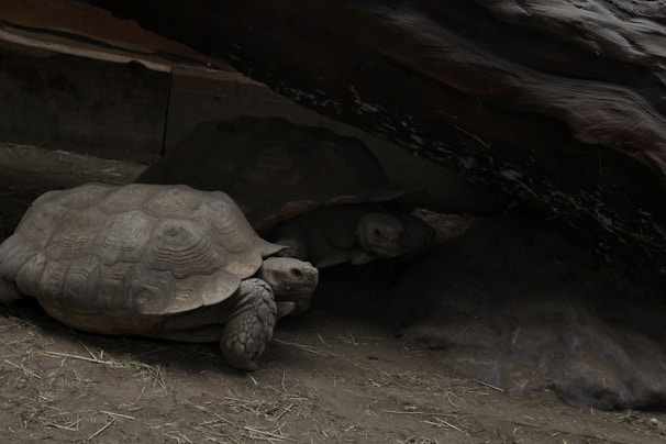 Two large tortoises rest under a shaded area, partially hidden by a rocky overhang. Their textured shells and rough skin are visible, with one tortoise slightly more in the open than the other. The ground consists of dry dirt and scattered hay, creating a natural habitat setting.