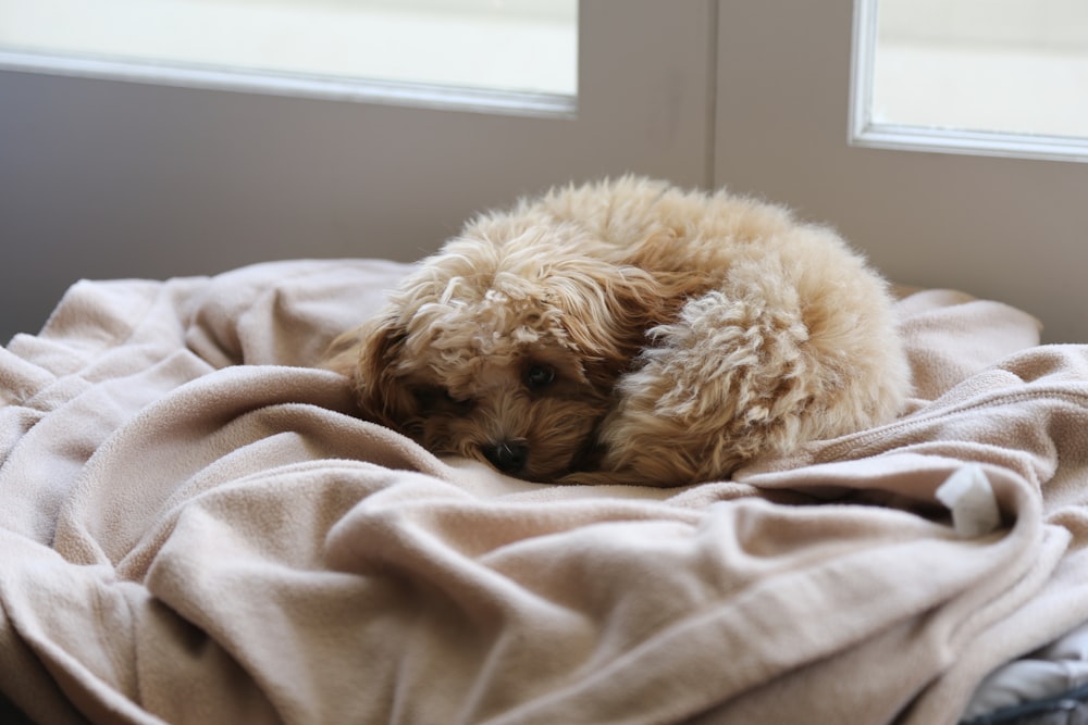 a dog lying on a bed