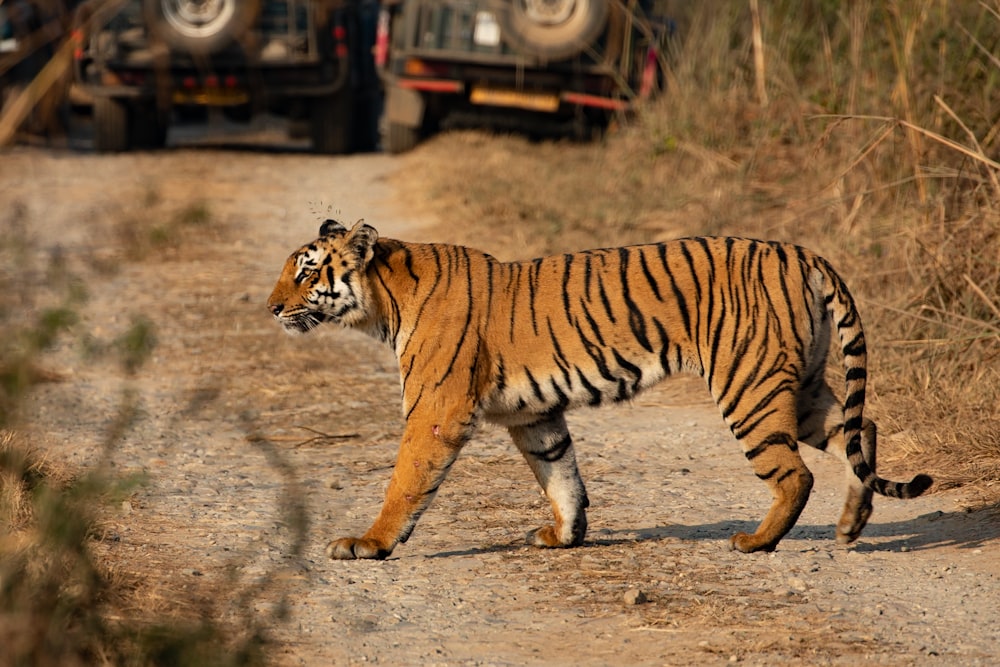 a tiger walking on a dirt road
