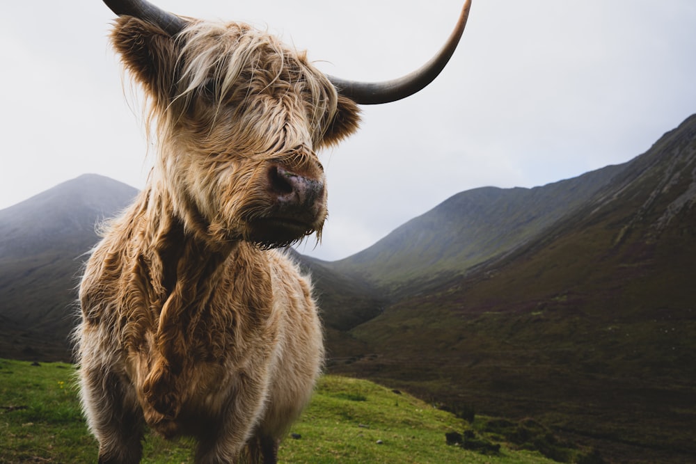 Uno yak in piedi su una collina erbosa
