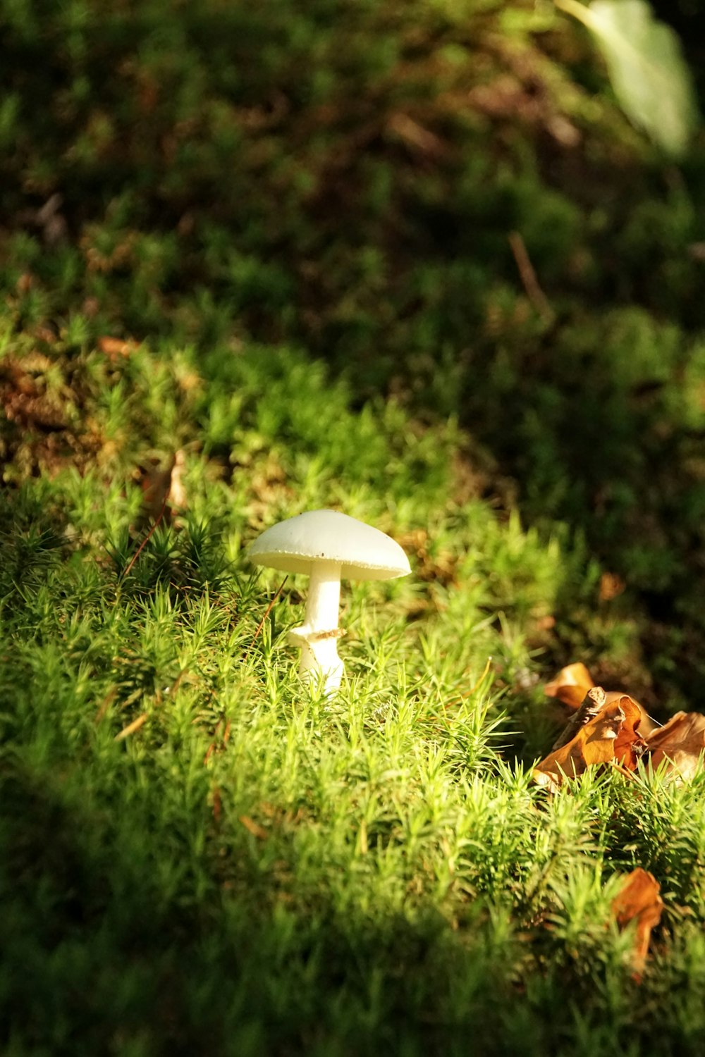 a white mushroom in the grass