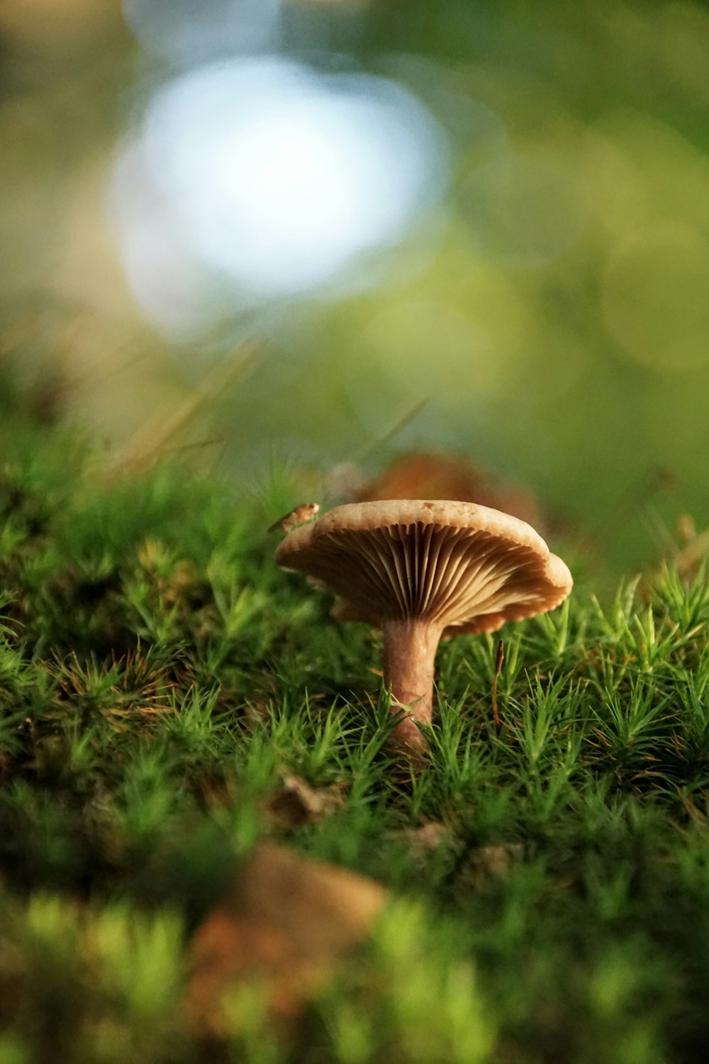 un champignon poussant dans l’herbe