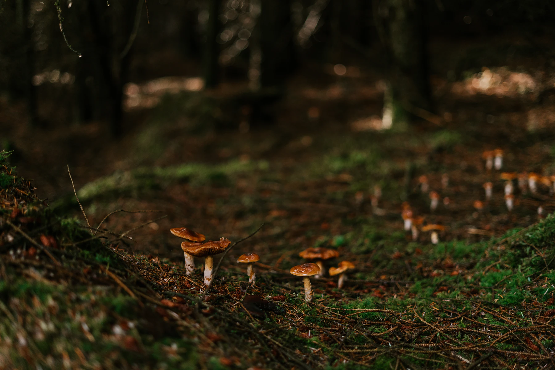 Small brown-capped mushrooms scattered across a mossy, shaded forest floor