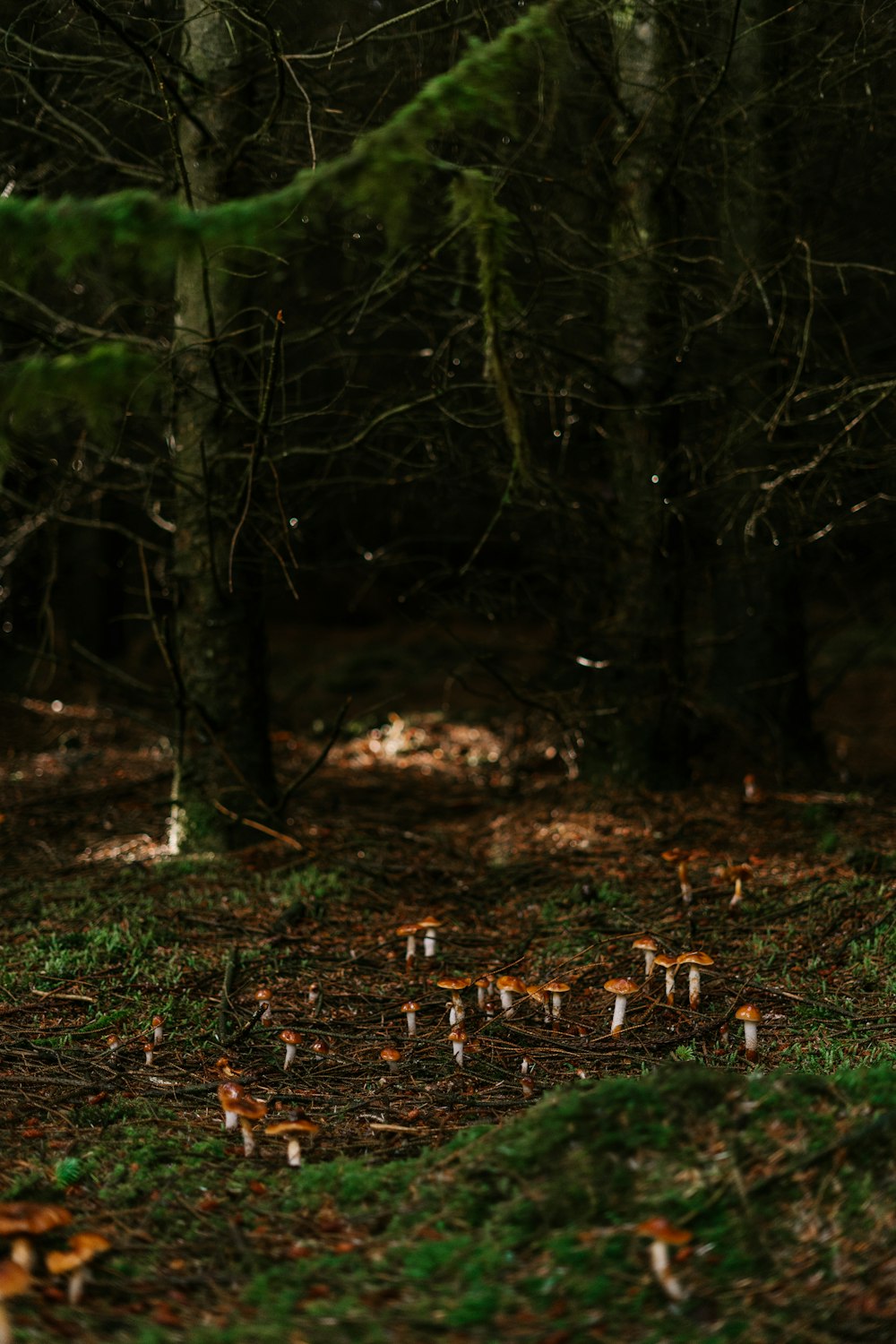 a forest with fallen leaves