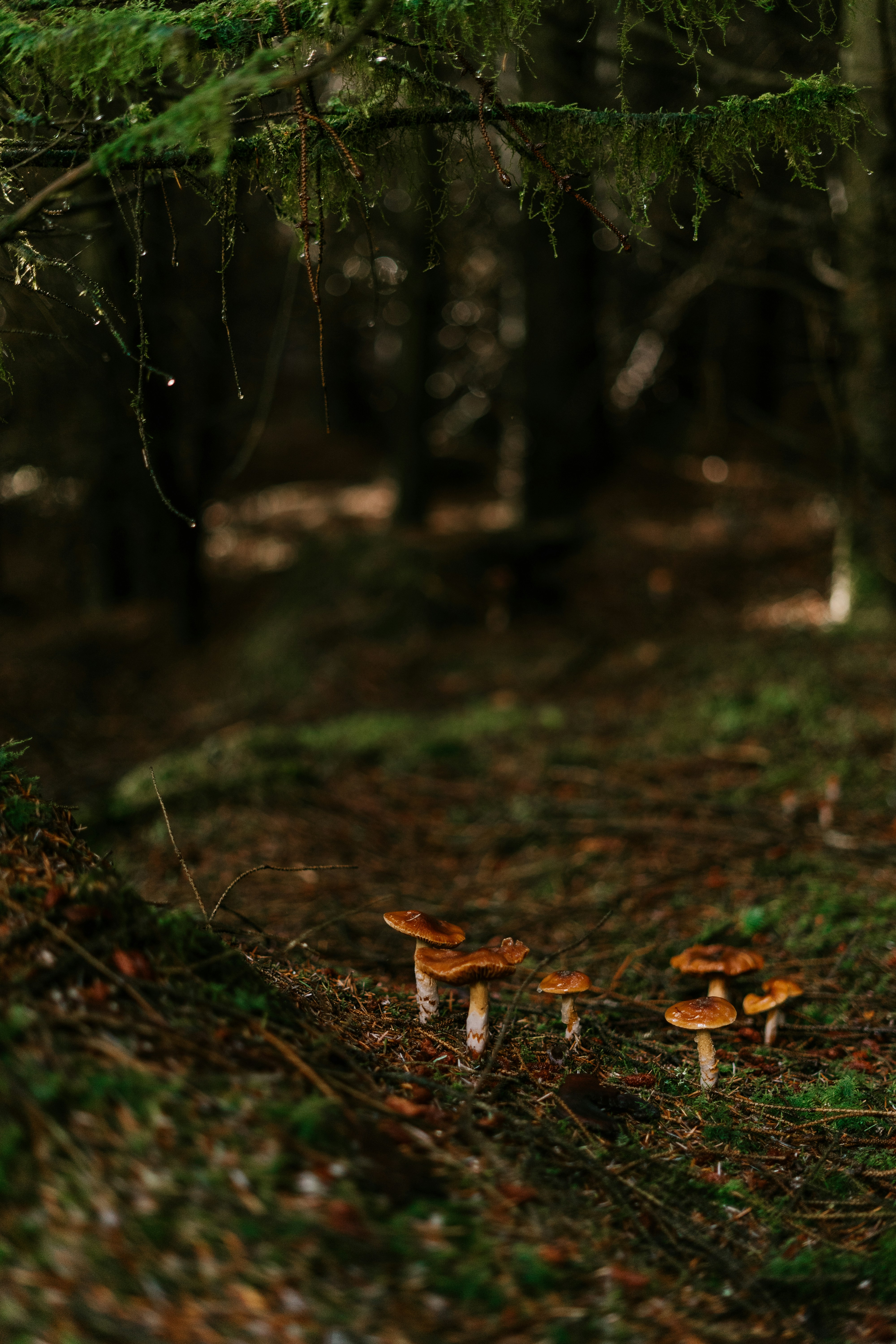 a group of mushrooms in a forest