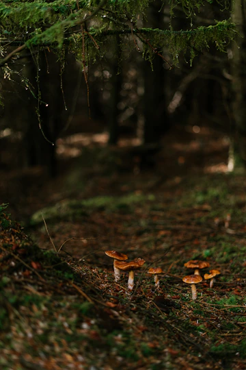 Llega el otoño y con él las setas