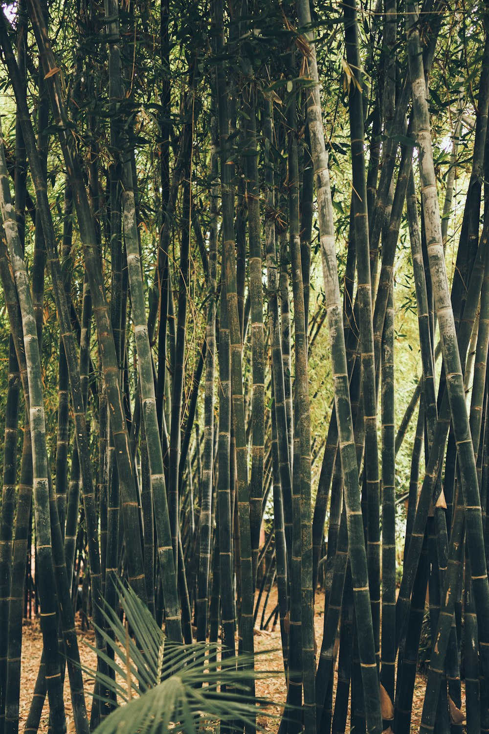 a forest of tall trees