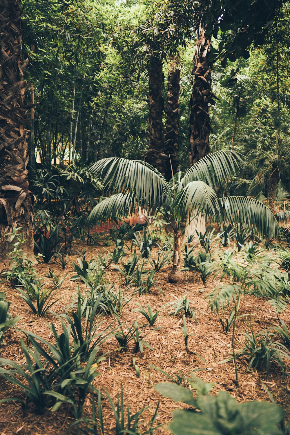 a forest with trees