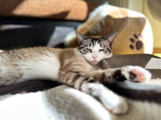 A cat stretching comfortably on a plush camapet bed by a window.