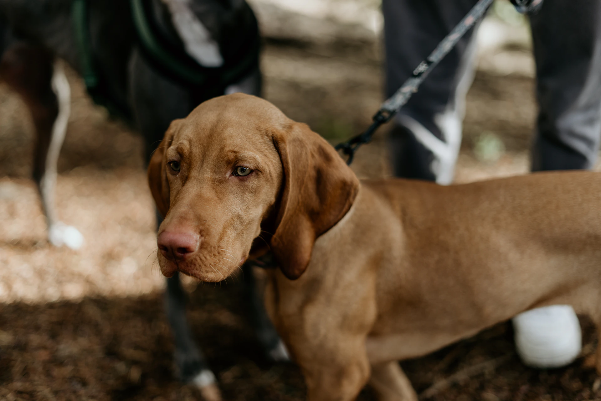 a dog standing on dirt