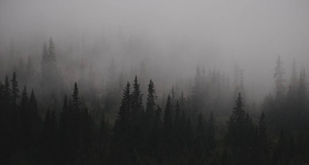 a foggy forest with trees