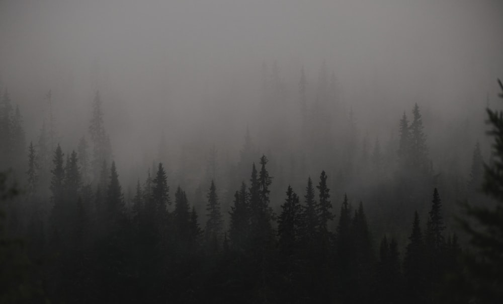 a group of trees in a foggy forest