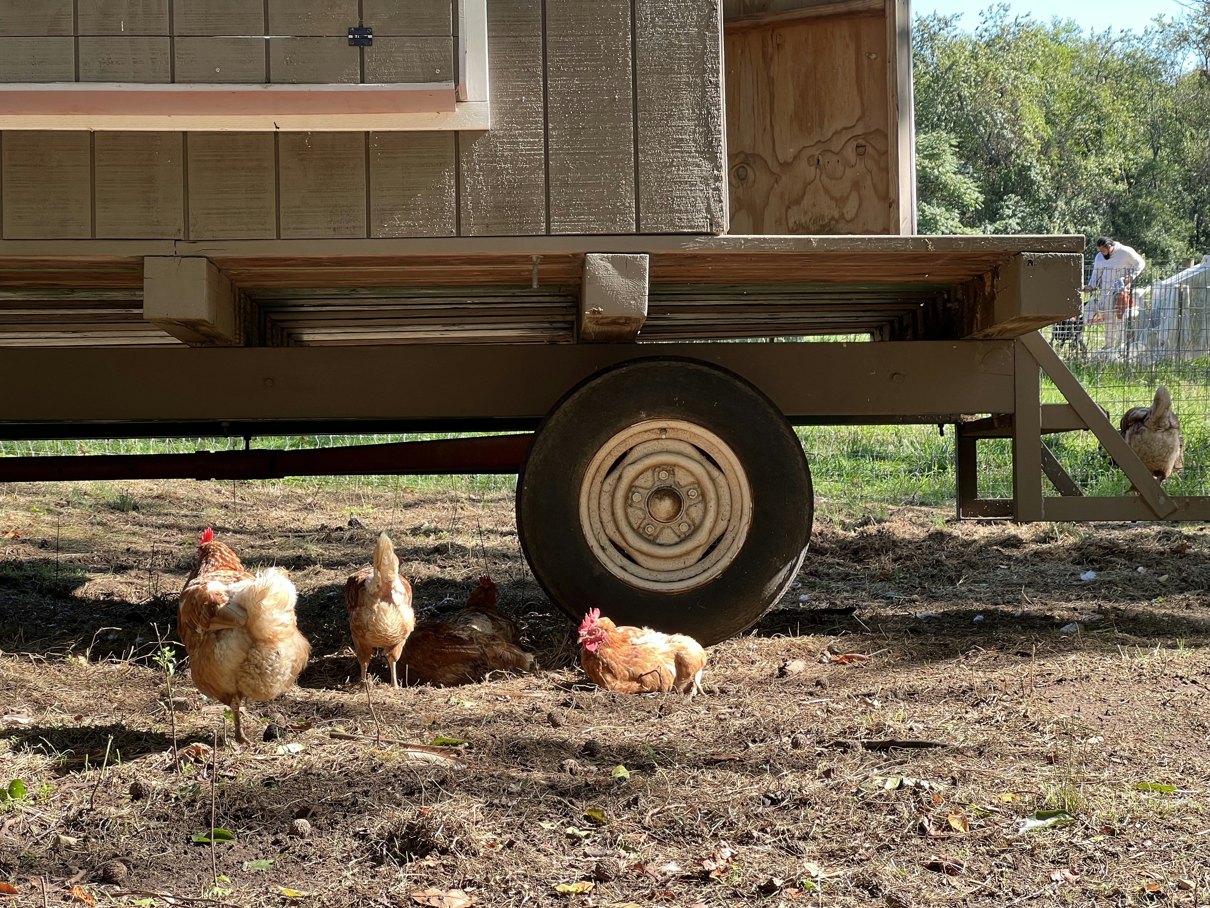 a group of chickens next to a tractor